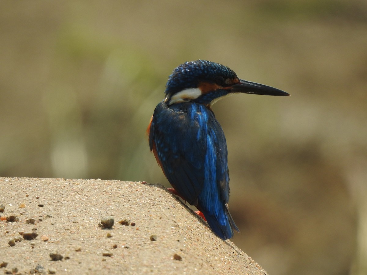 Common Kingfisher - ML634757352