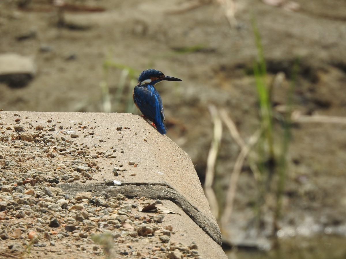 Common Kingfisher - ML634757353