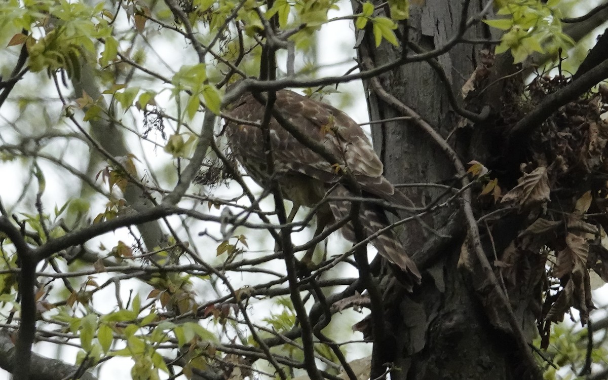 Red-shouldered Hawk - ML634757373