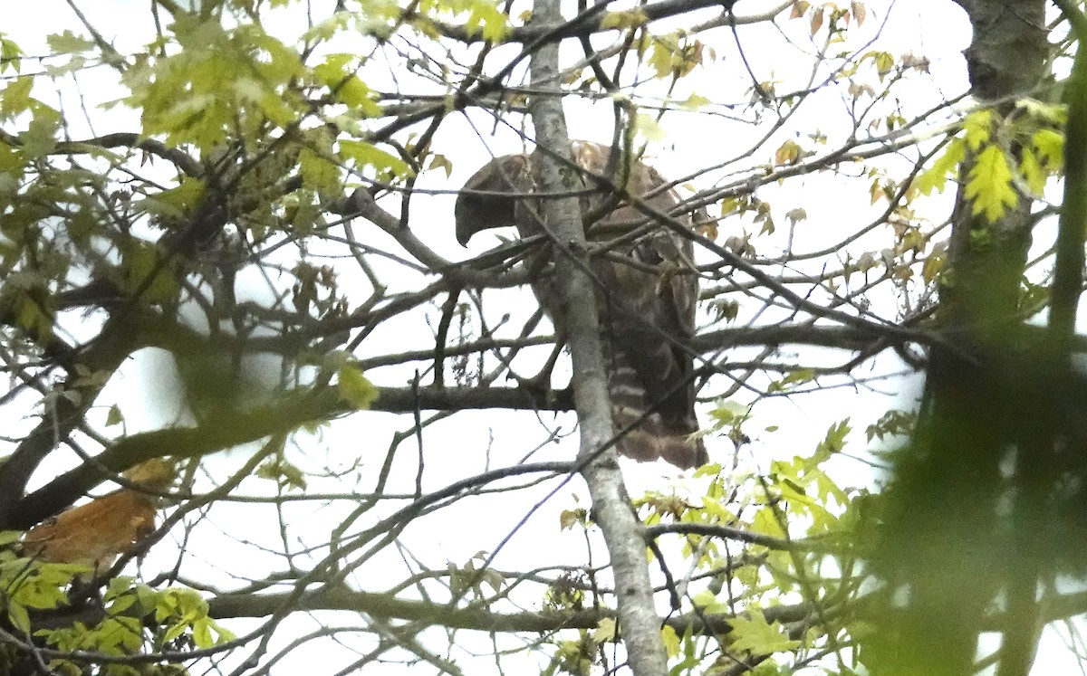 Red-shouldered Hawk - ML634757374