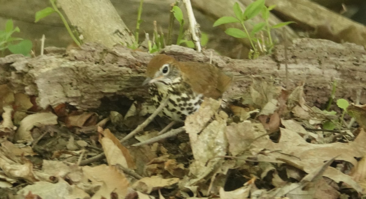 Wood Thrush - ML634757398