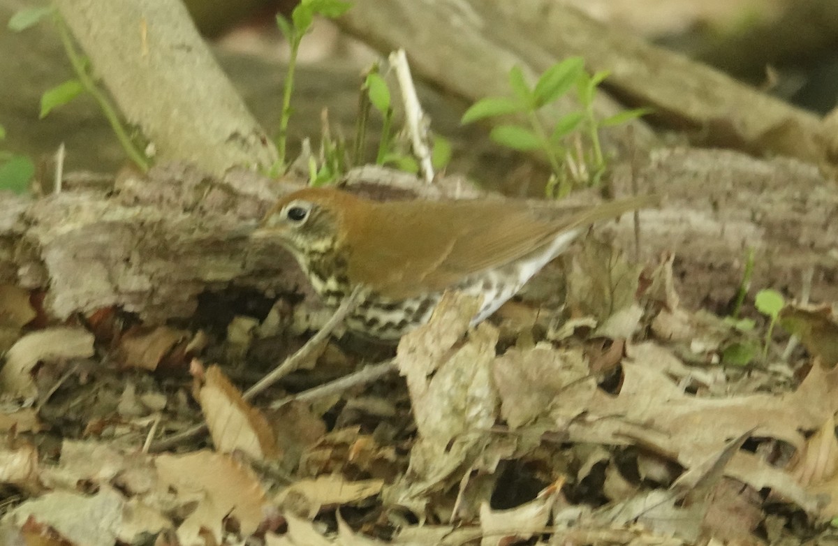 Wood Thrush - ML634757399