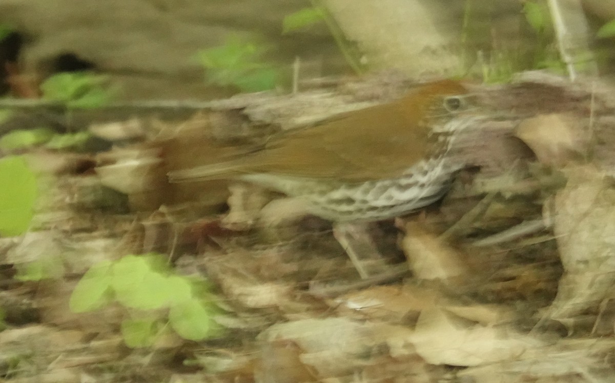 Wood Thrush - ML634757400