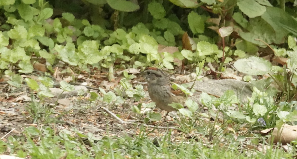 Swamp Sparrow - ML634757414
