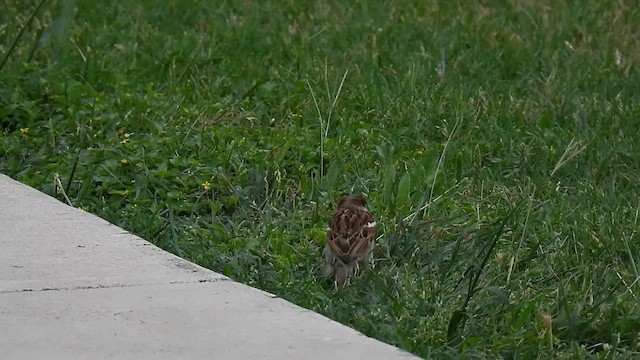 House Sparrow - ML634757496