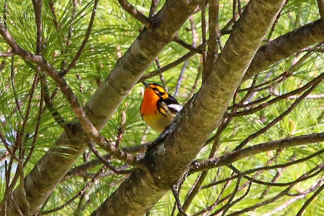 Blackburnian Warbler - ML634757555