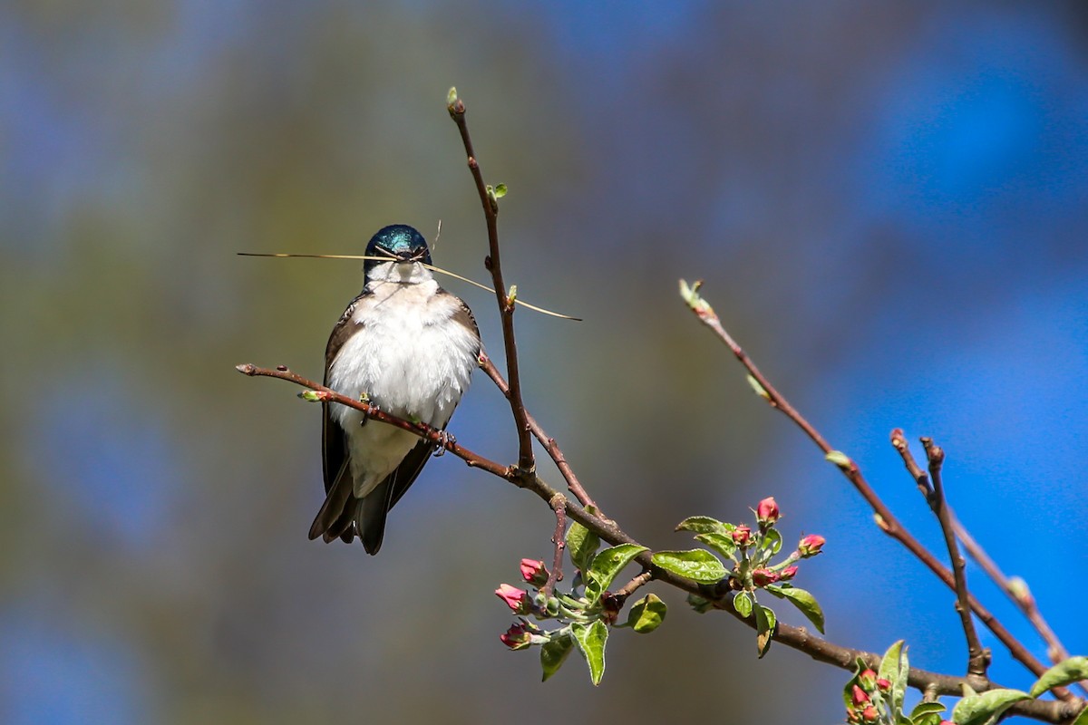 Tree Swallow - ML634757567