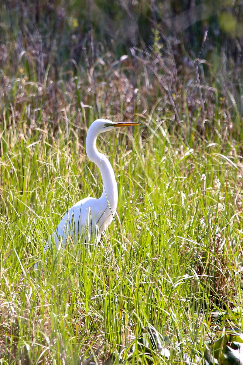 Great Egret - ML634757630