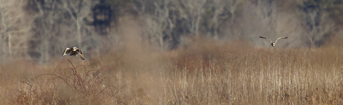 Short-eared Owl - ML634757642