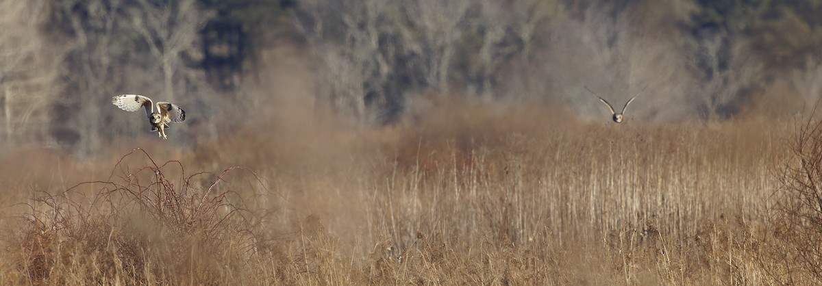 Short-eared Owl - ML634757658
