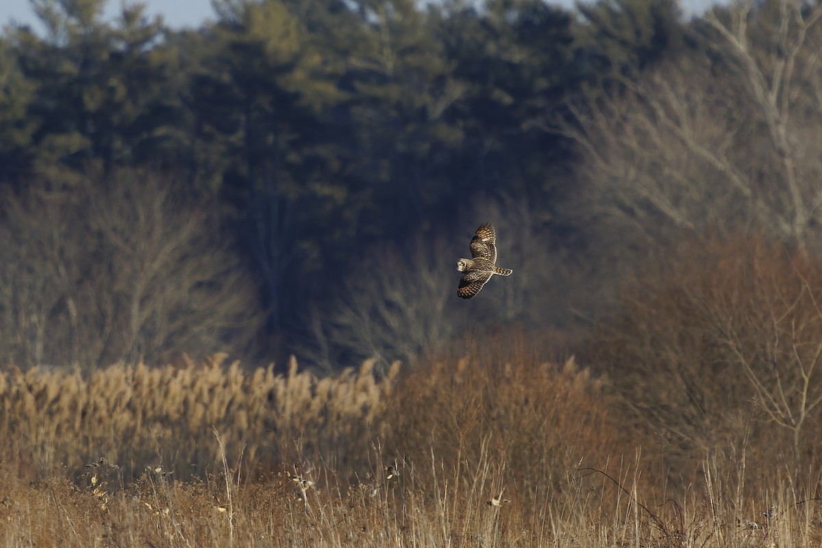 Short-eared Owl - ML634757669