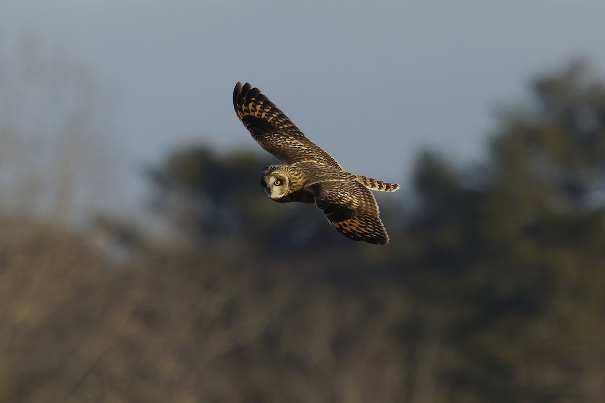 Short-eared Owl - ML634757685