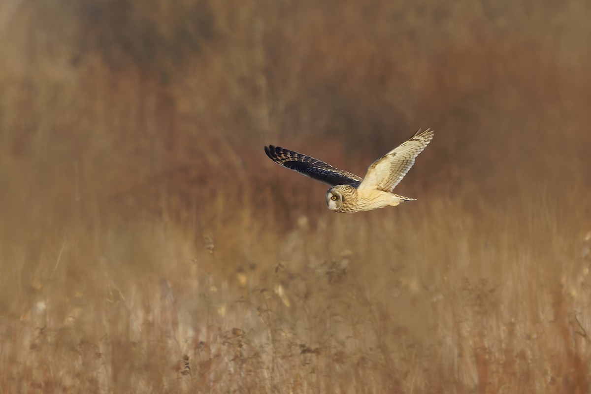Short-eared Owl - ML634757690