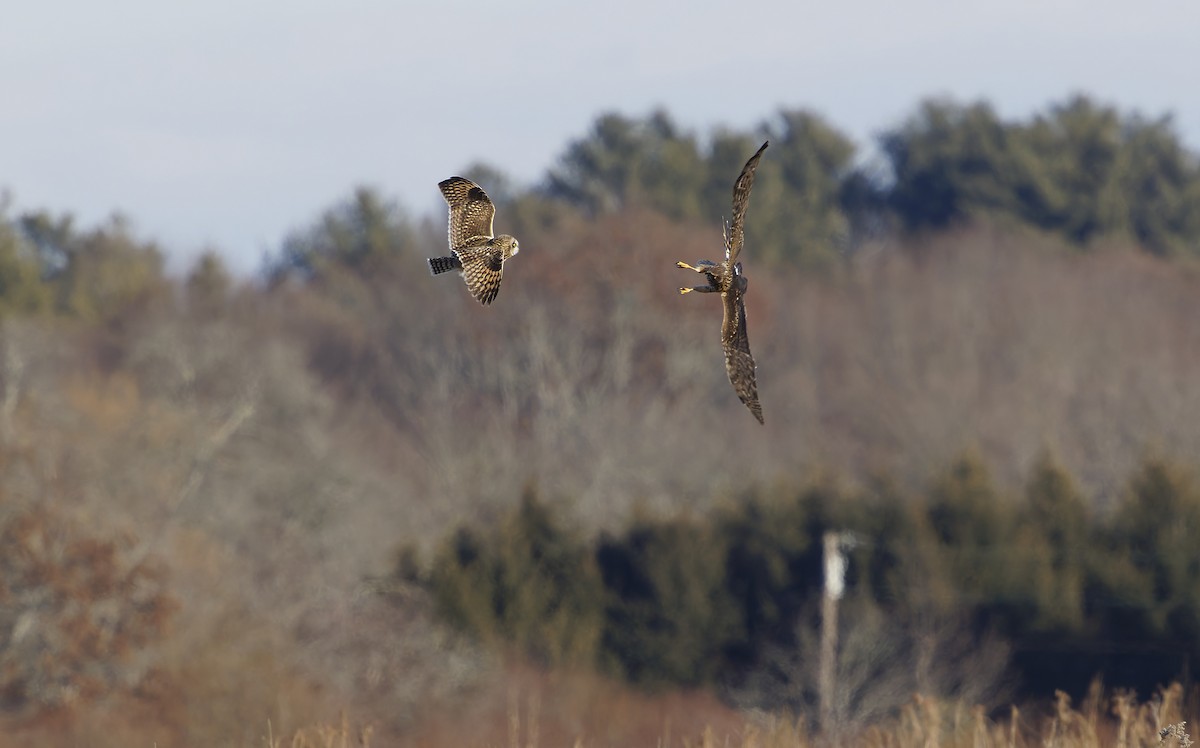 Short-eared Owl - ML634757696