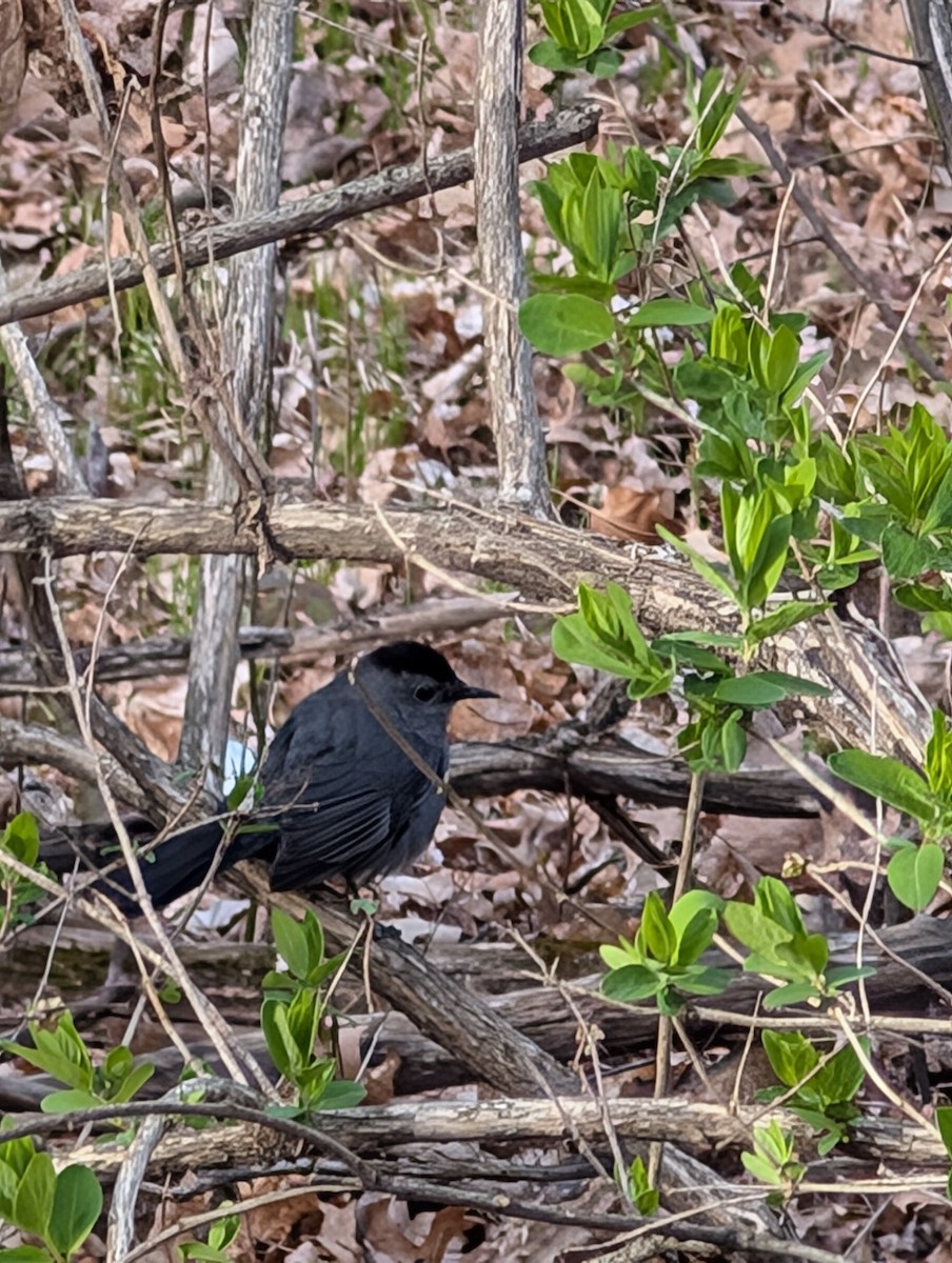 Gray Catbird - ML634757702