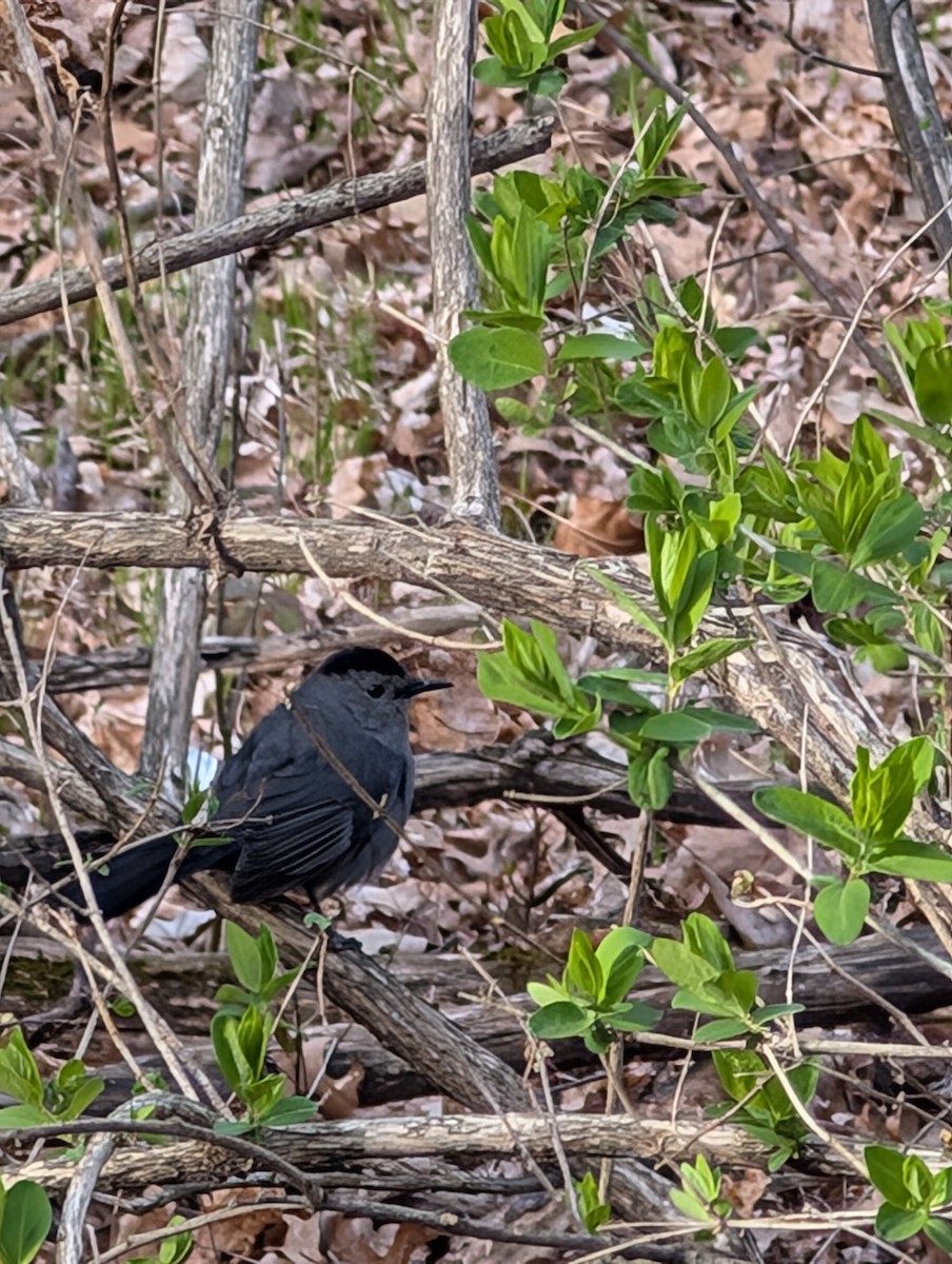 Gray Catbird - ML634757703