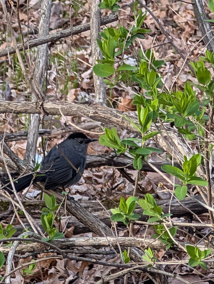 Gray Catbird - ML634757704