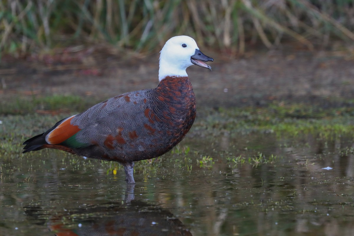 Paradise Shelduck - ML634757756