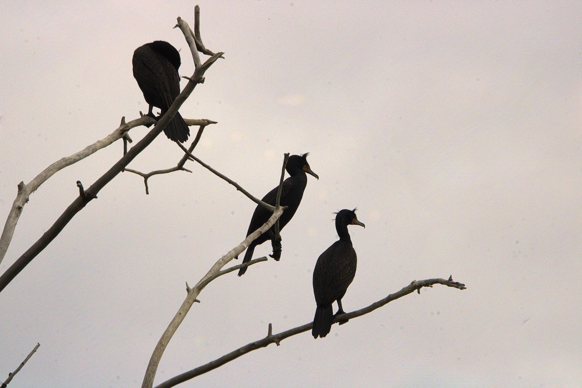 Double-crested Cormorant - ML634757847