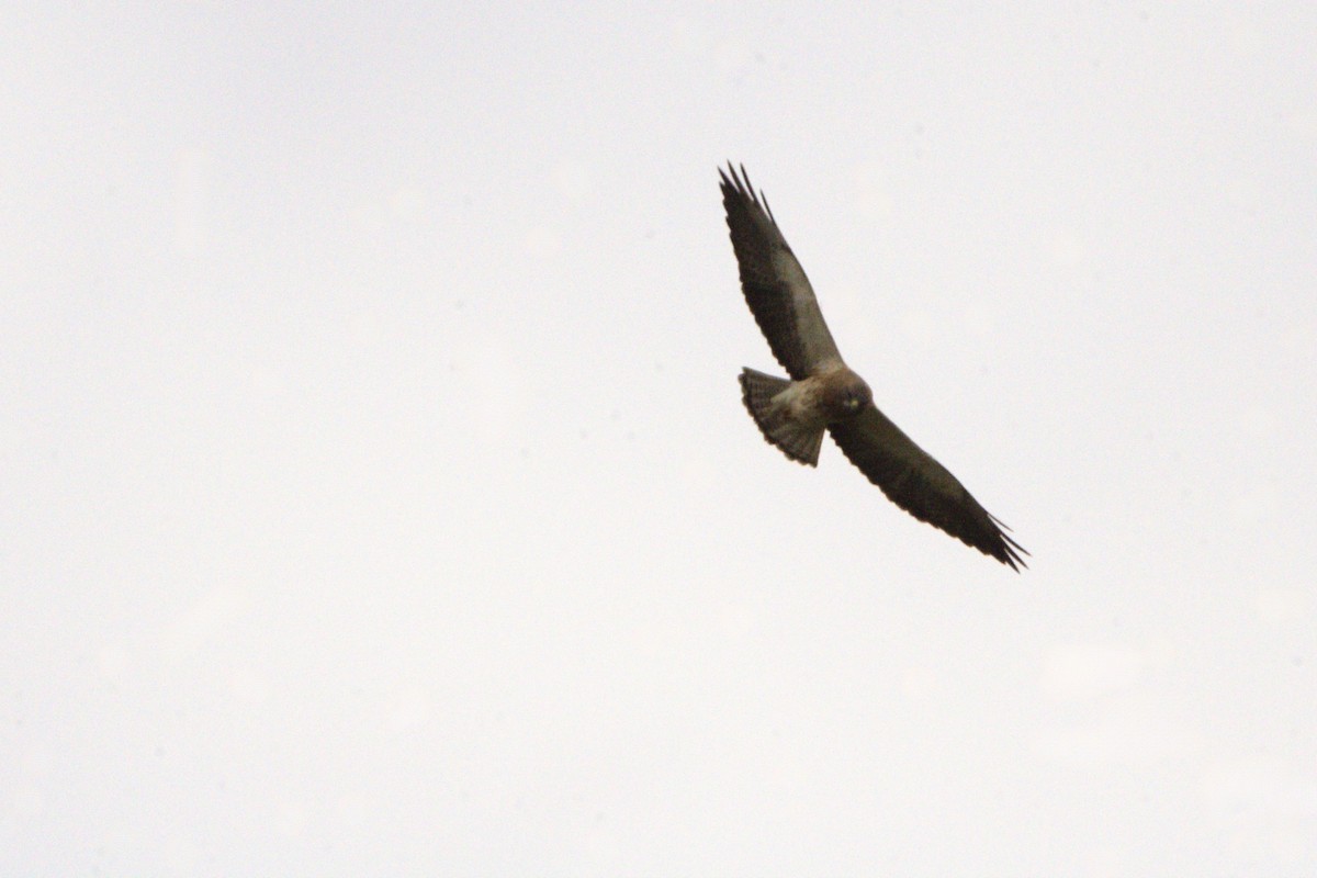 Swainson's Hawk - ML634757876