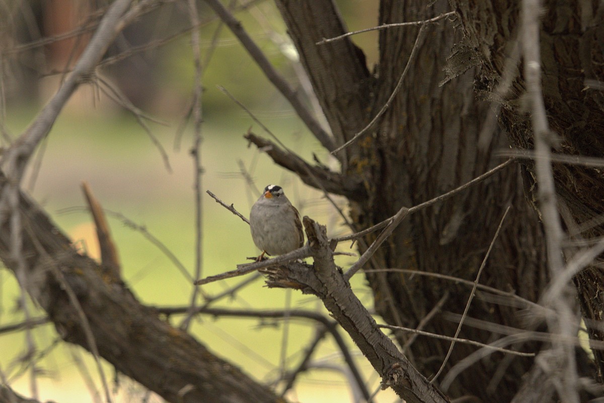 White-crowned Sparrow - ML634757912