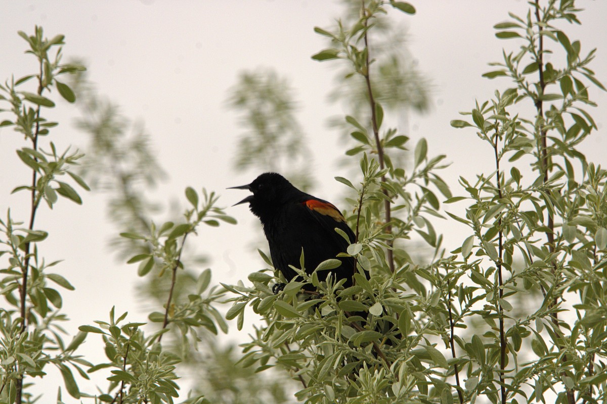 Red-winged Blackbird - ML634757941