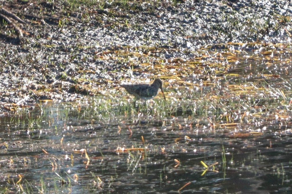 Latham's Snipe - ML634757997