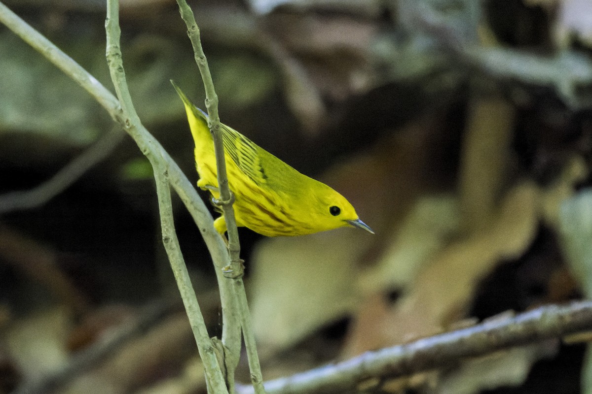 Yellow Warbler - ML634758123