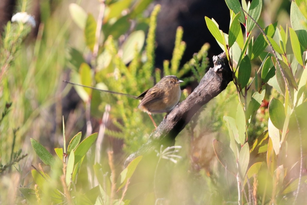 Southern Emuwren - ML634758132