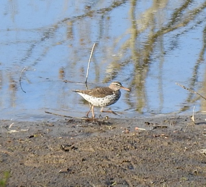 Spotted Sandpiper - ML634758421