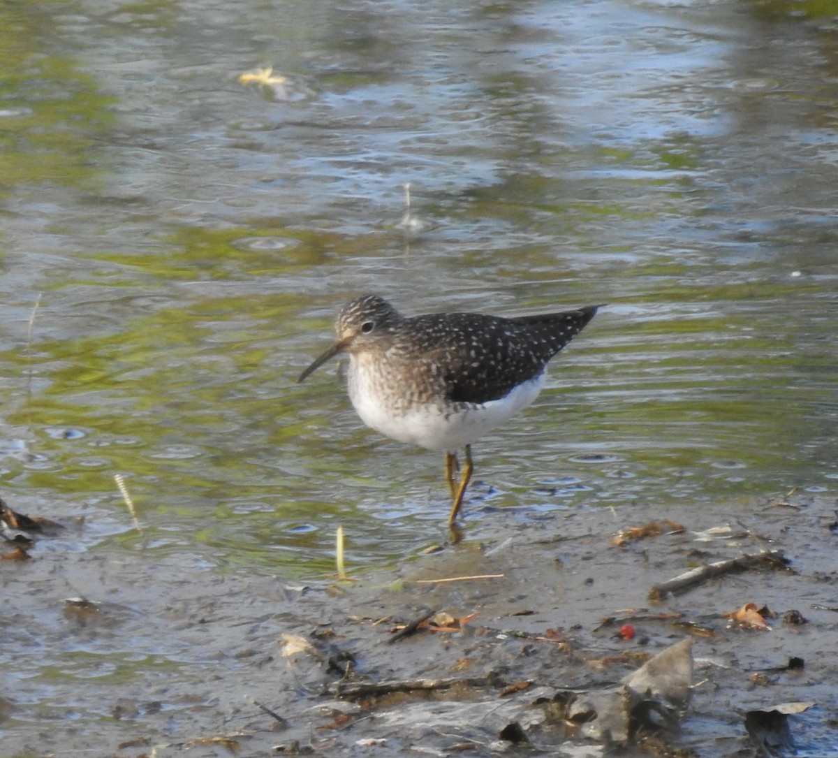 Solitary Sandpiper - ML634758435