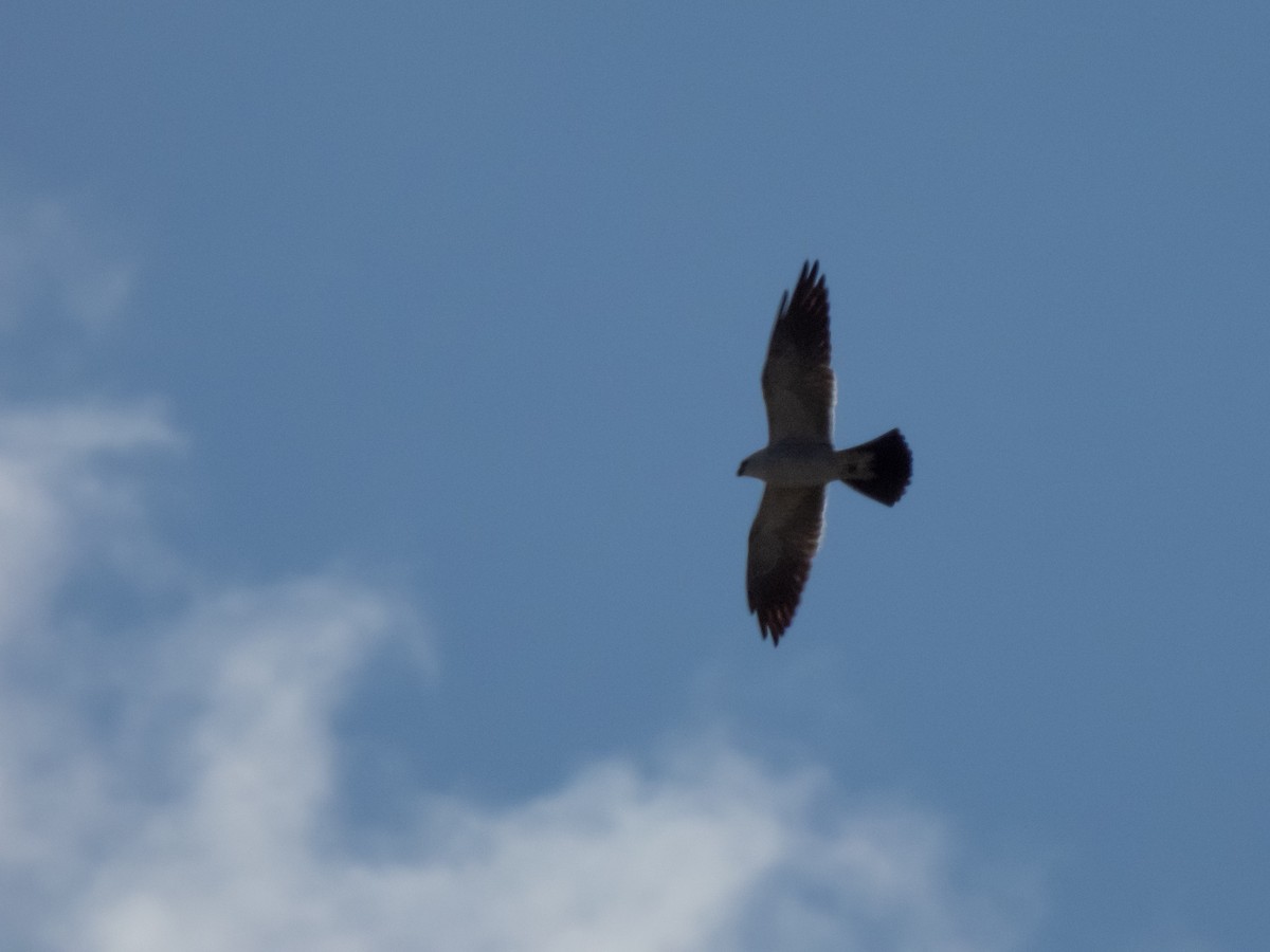 Mississippi Kite - ML634758533
