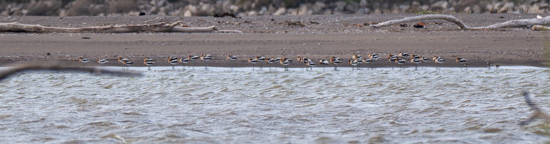 American Avocet - ML634758680