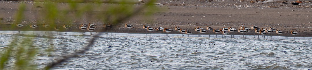 American Avocet - ML634758681