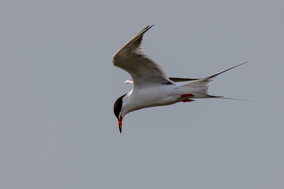 Forster's Tern - ML634758719