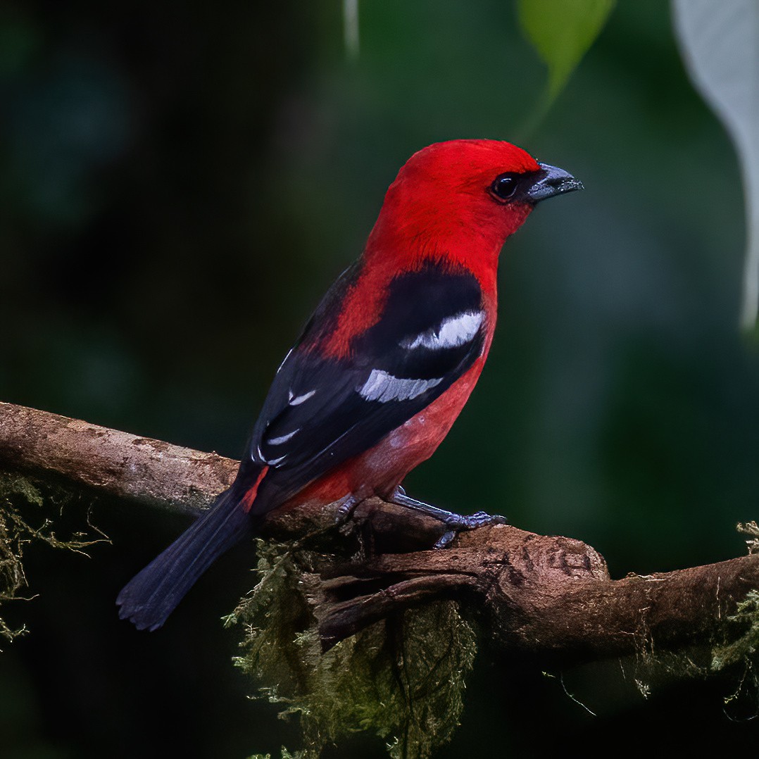 White-winged Tanager - ML634758951