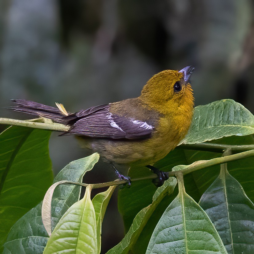 White-winged Tanager - ML634758952