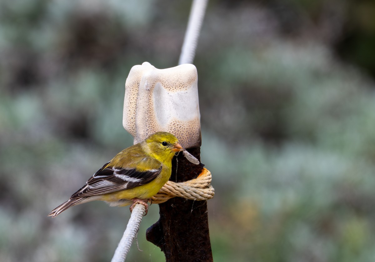 American Goldfinch - ML634759020