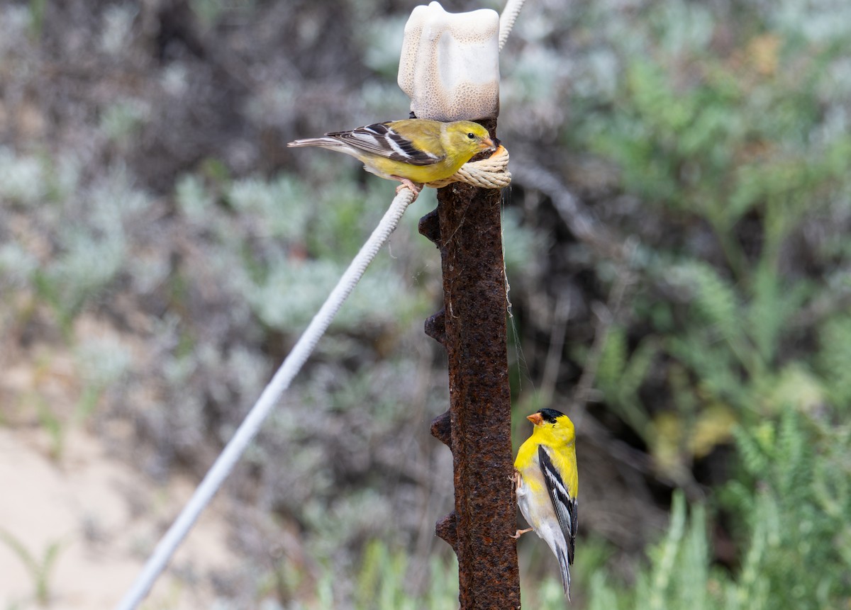 American Goldfinch - ML634759022