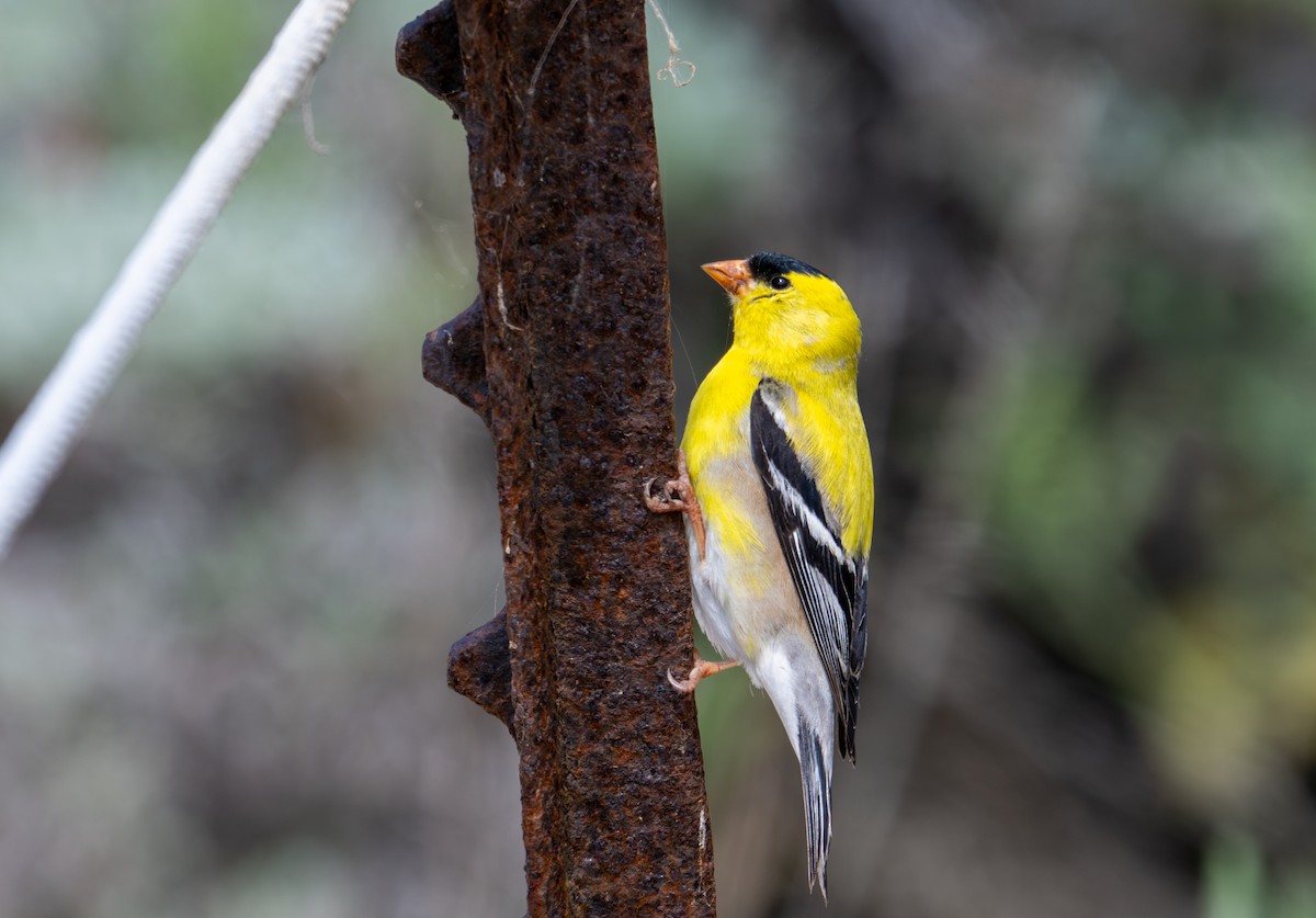 American Goldfinch - ML634759023