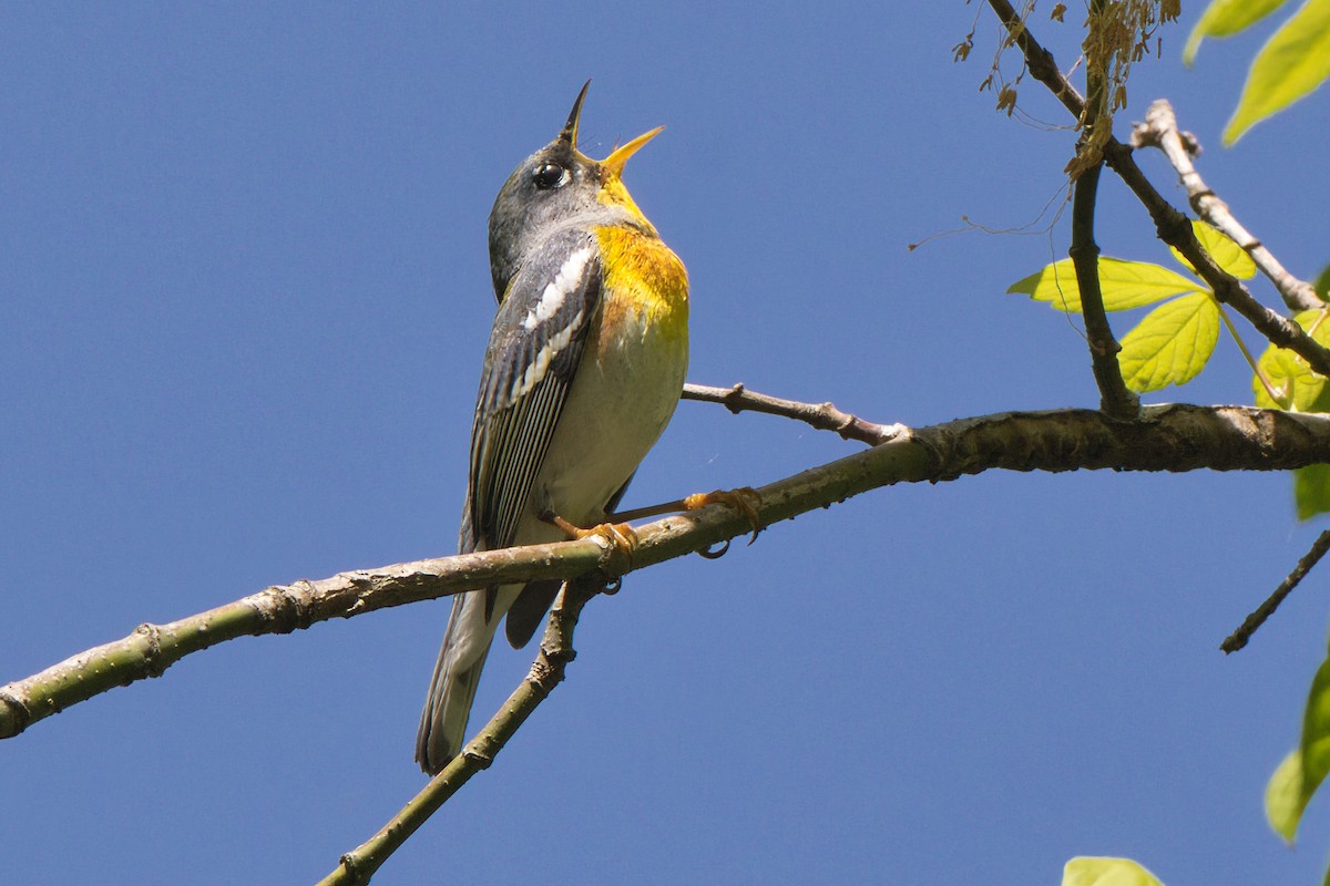 Northern Parula - ML634759059