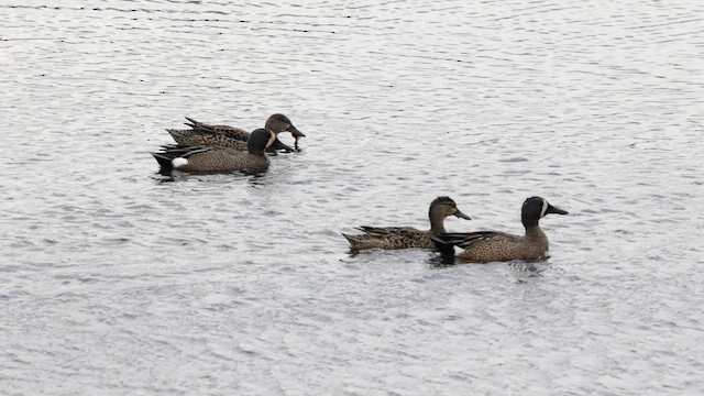 Blue-winged Teal - ML634759070