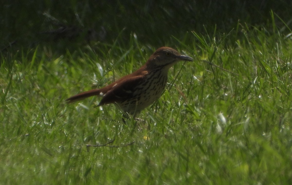 Brown Thrasher - ML634759071