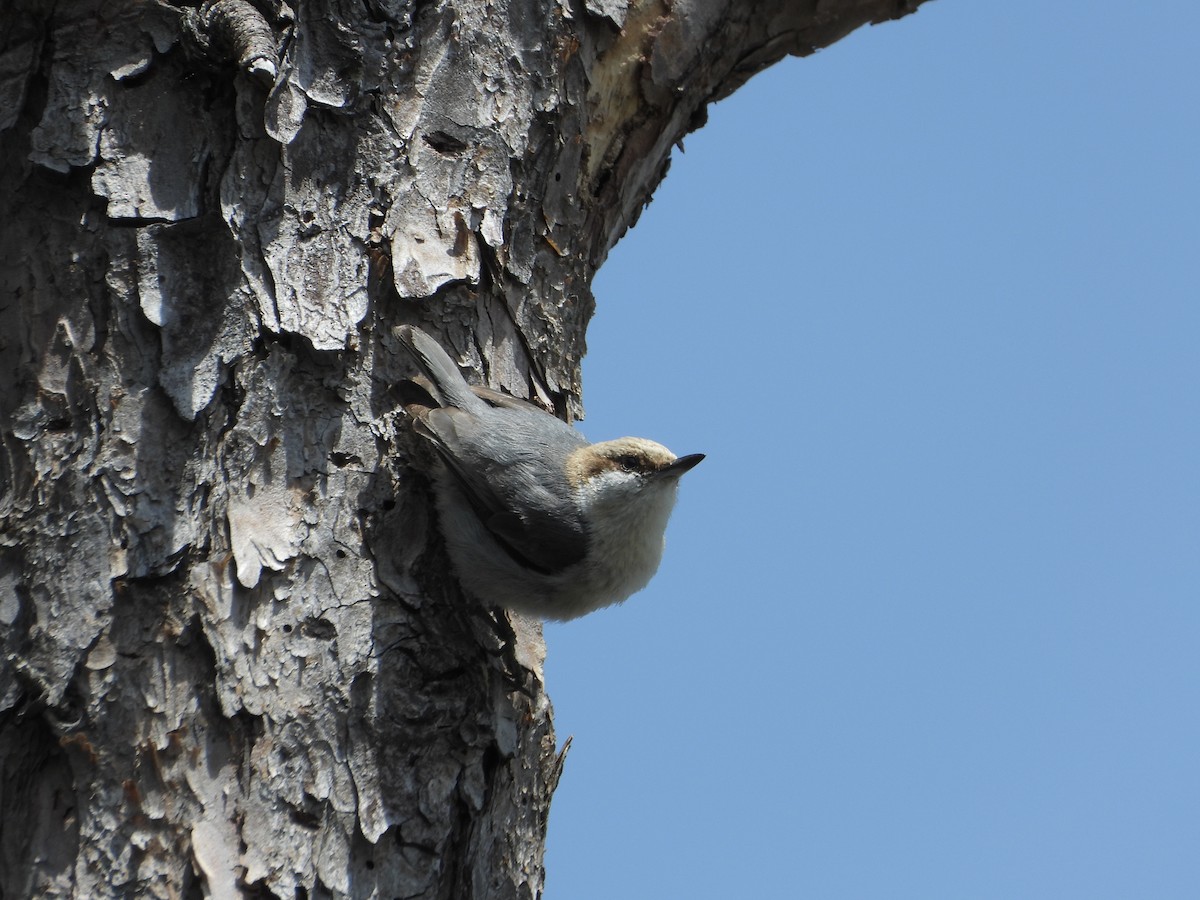 Brown-headed Nuthatch - ML634759123