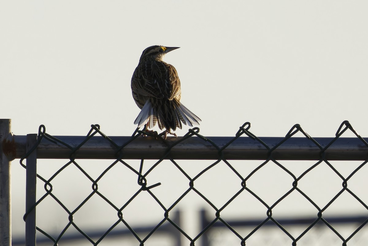 Eastern Meadowlark - ML634759127