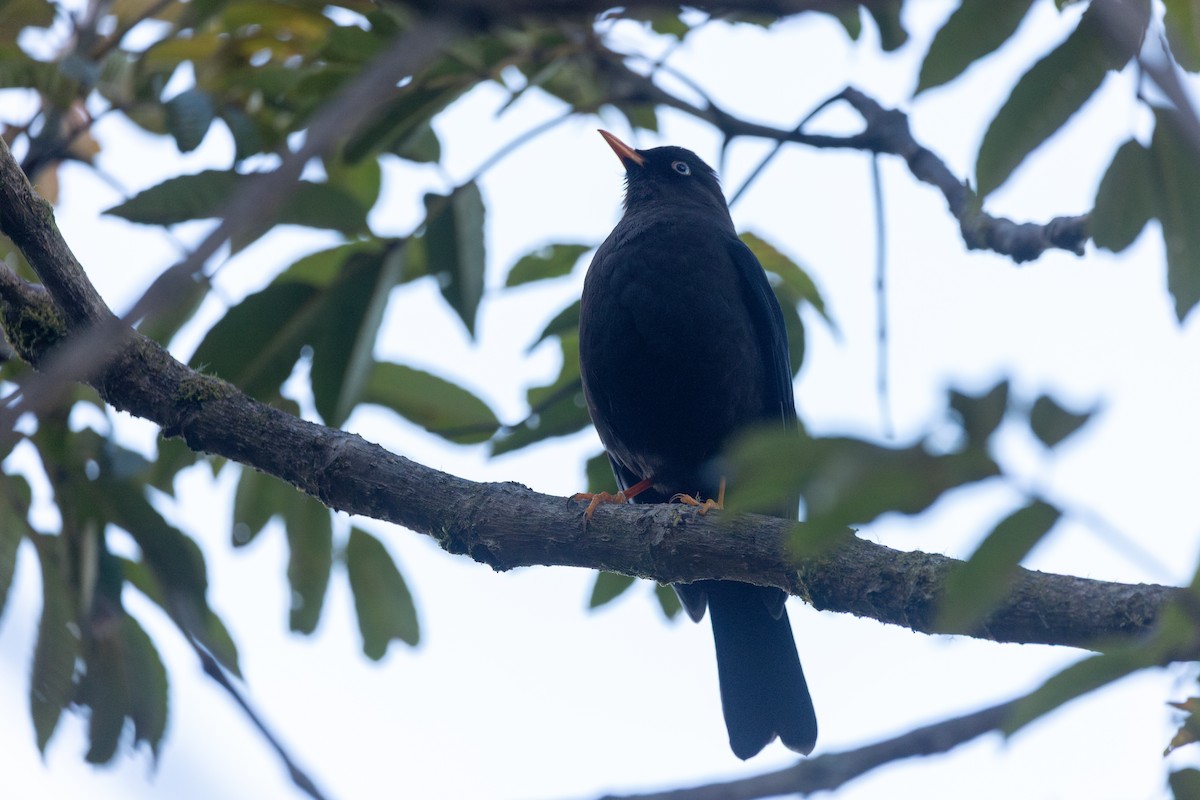 Sooty Thrush - ML634759241