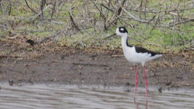 Black-necked Stilt - ML634759300