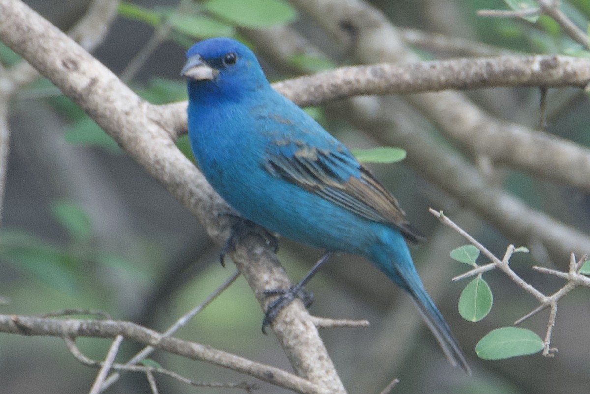 Indigo Bunting - ML634759467