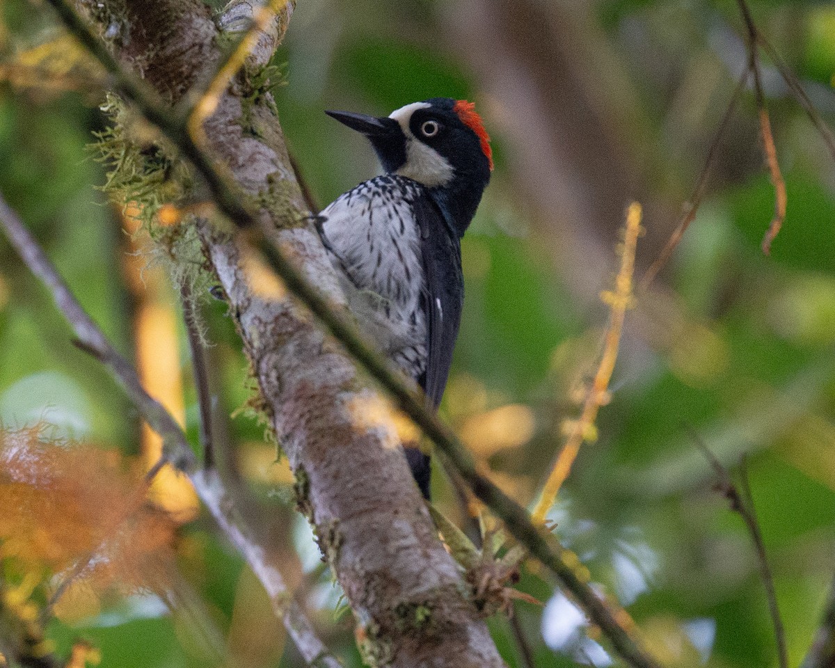 Acorn Woodpecker - ML634759531