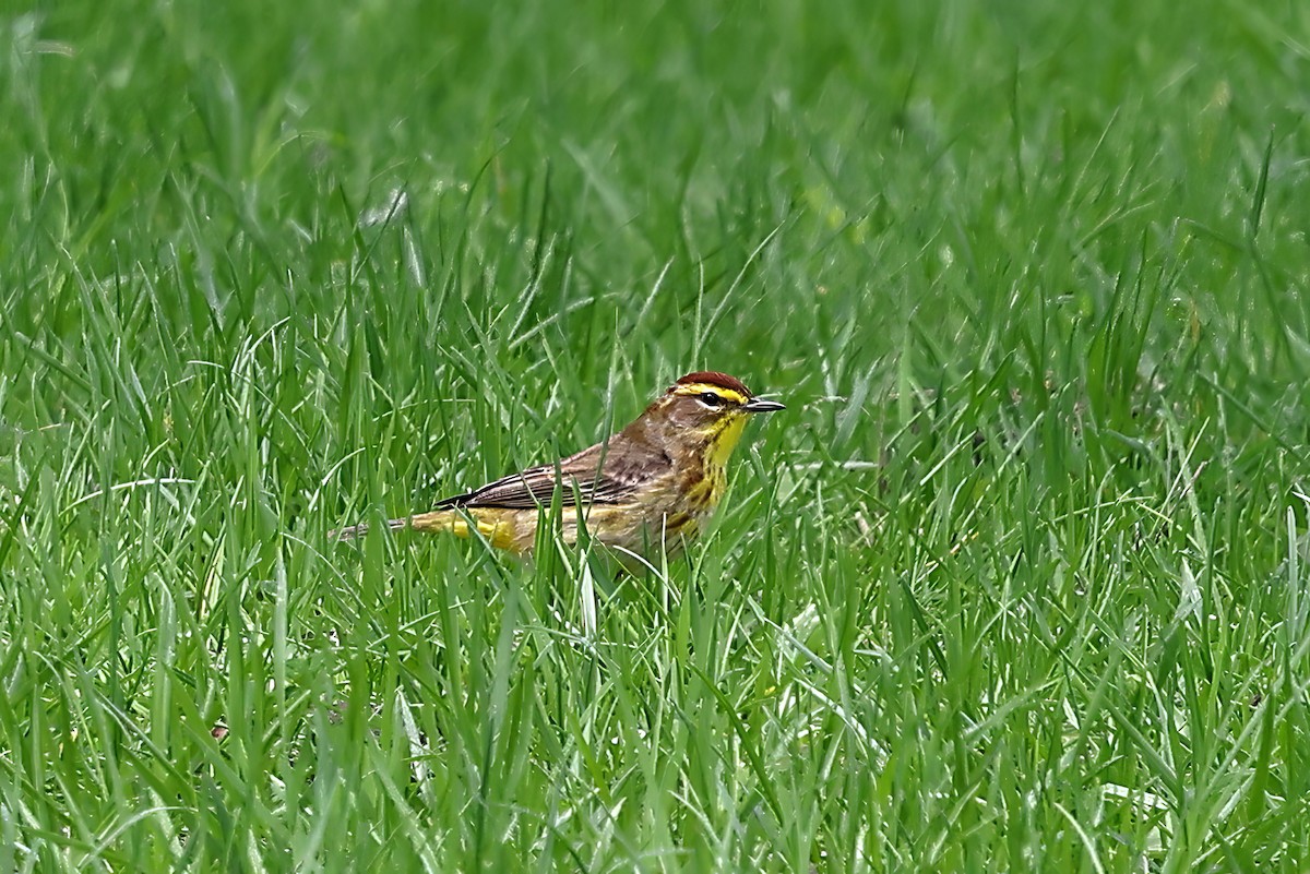 Palm Warbler - ML634759555